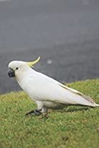 Cockatoo Otherspect Journal by Gaines Post