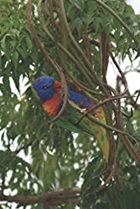 Lorikeet Otherspect Journal by Gaines Post