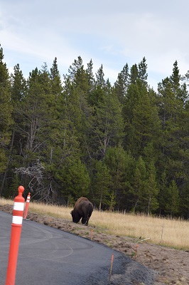 Bison Butt