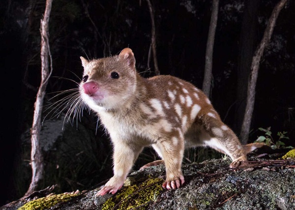 Bindy the Spot-tailed Quoll (Part One)