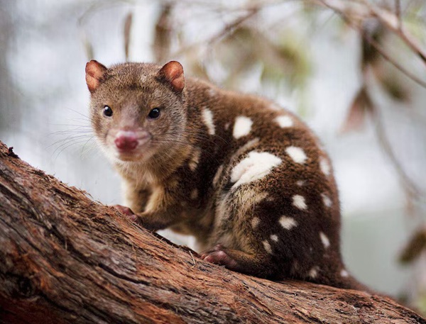 Bindy the Spot-tailed Quoll (Part One)