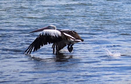 Illawarra Pelican by Fiona Post